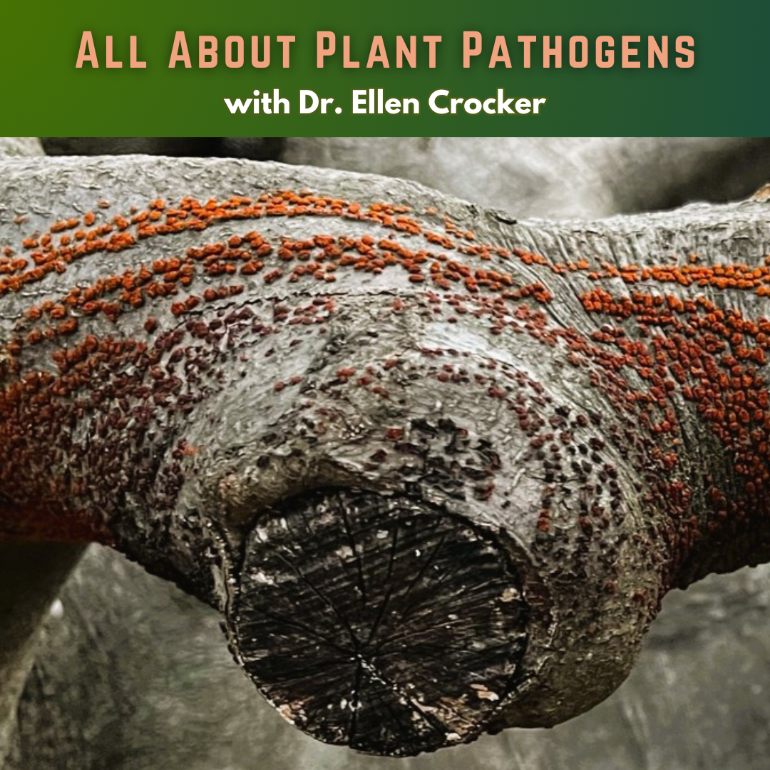 Plant Pathogens 5-2-24