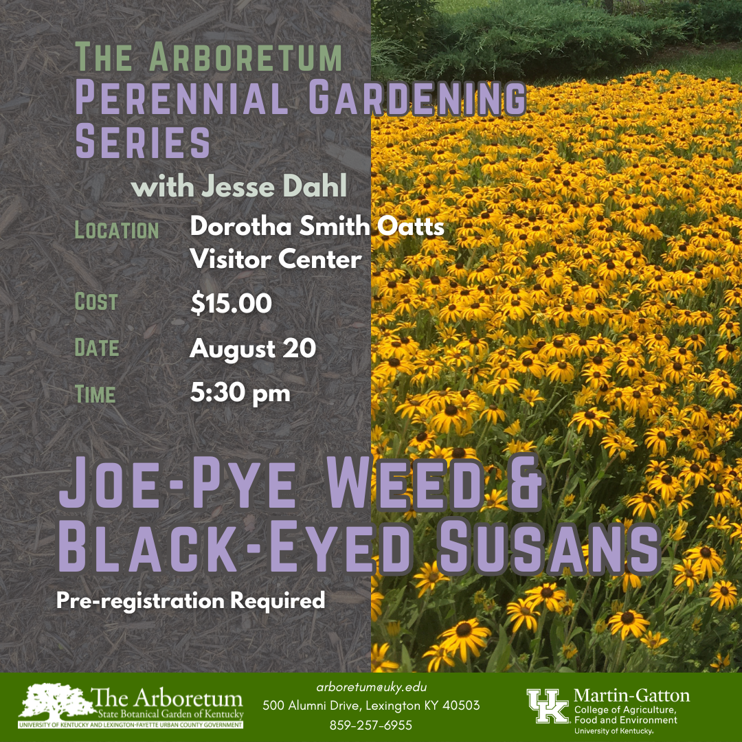Perennial Garden Series - Joe-Pye Weed and Black-Eyed Susans