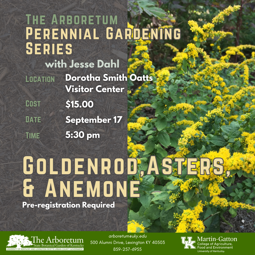 Perennial Garden Series - Goldenrod, Asters, and Anemone