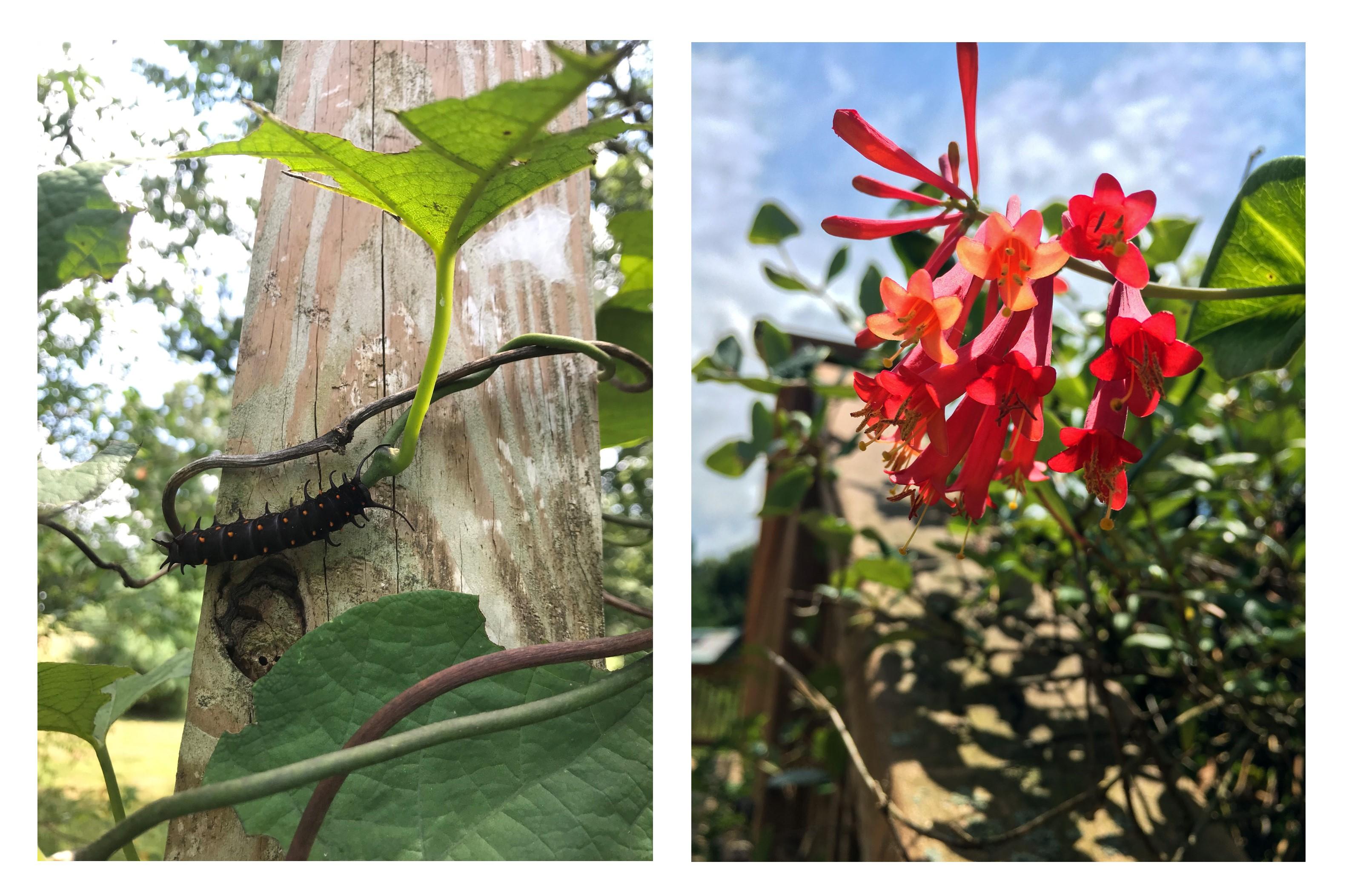 From left to right: Pipevine swallowtail caterpillar on Dutchman’s pipe (Aristolochia macrophylla), trumpet honeysuckle (Lonicera sempervirens) on the Mississippi Embayment bridge