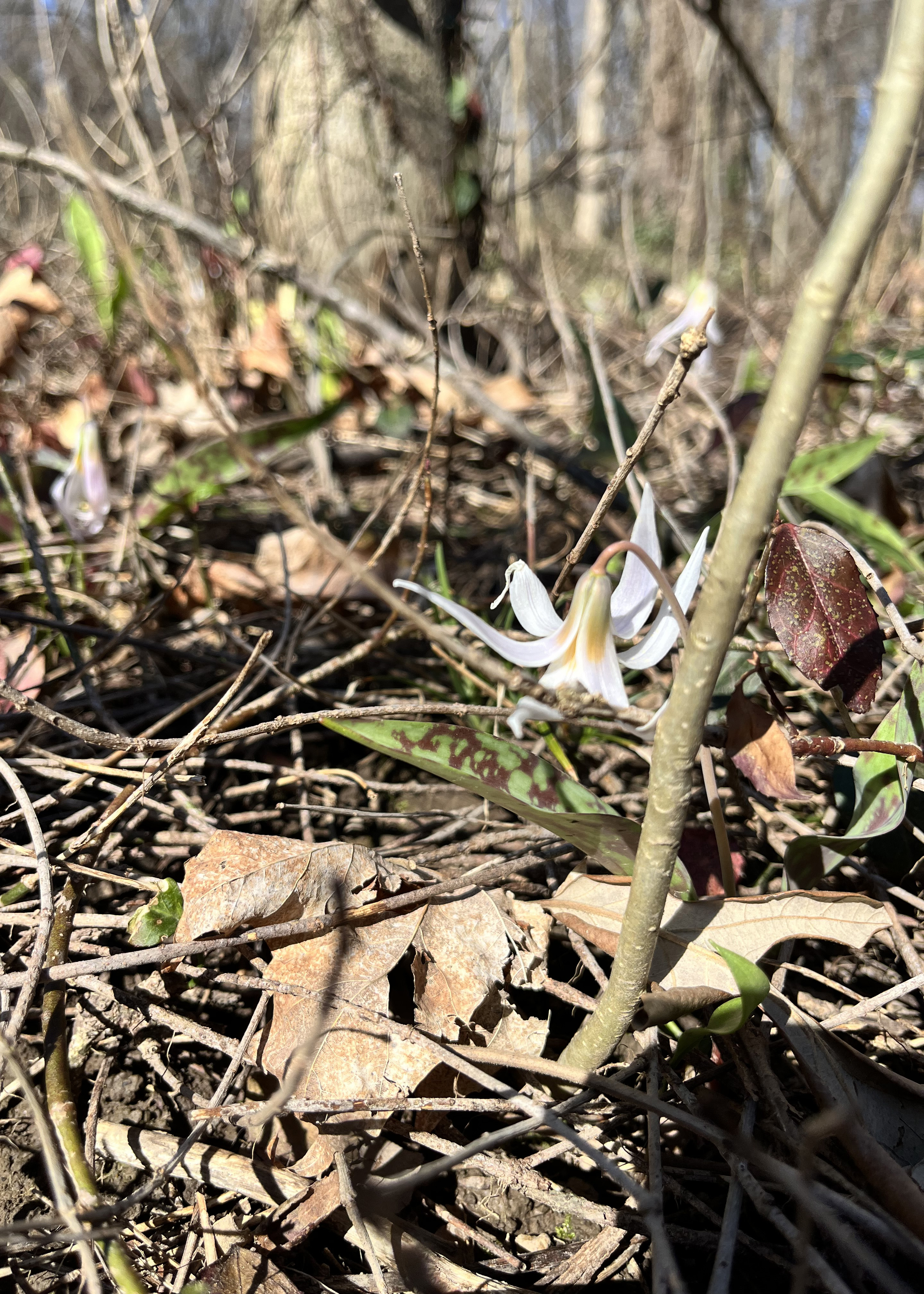 trout lily (Erythronium albidum) in dead wintercreeper