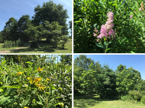 Trees, plants and flowers in the Cumberland Mountain Region