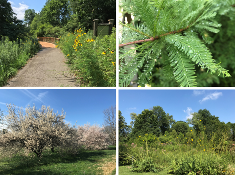 Trees, plants and flowers in the Mississippi Embayment Region