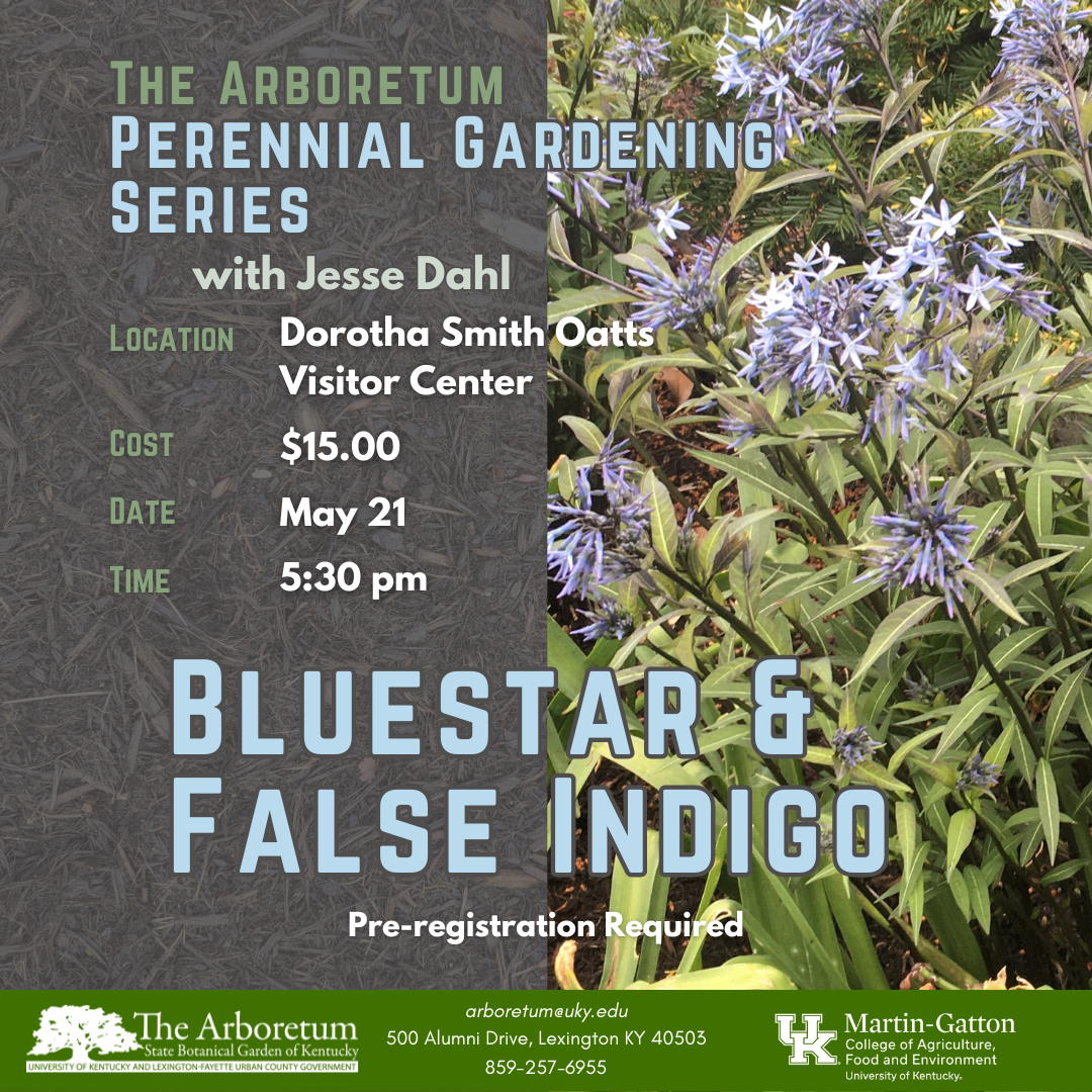 Perennial Garden Series - Bluestar and False Indigo