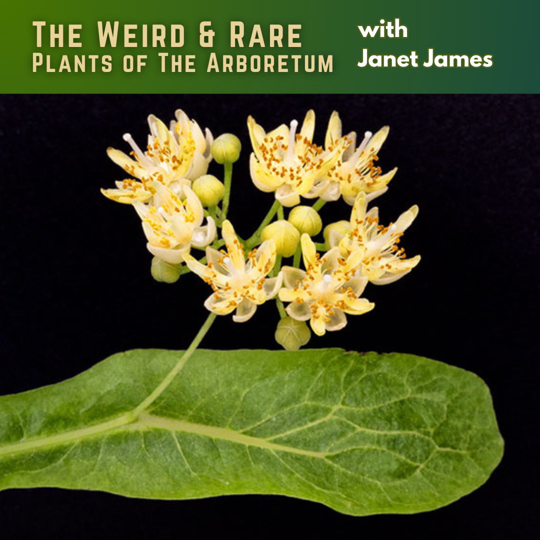 Weird and Rare Plants 6-6-24