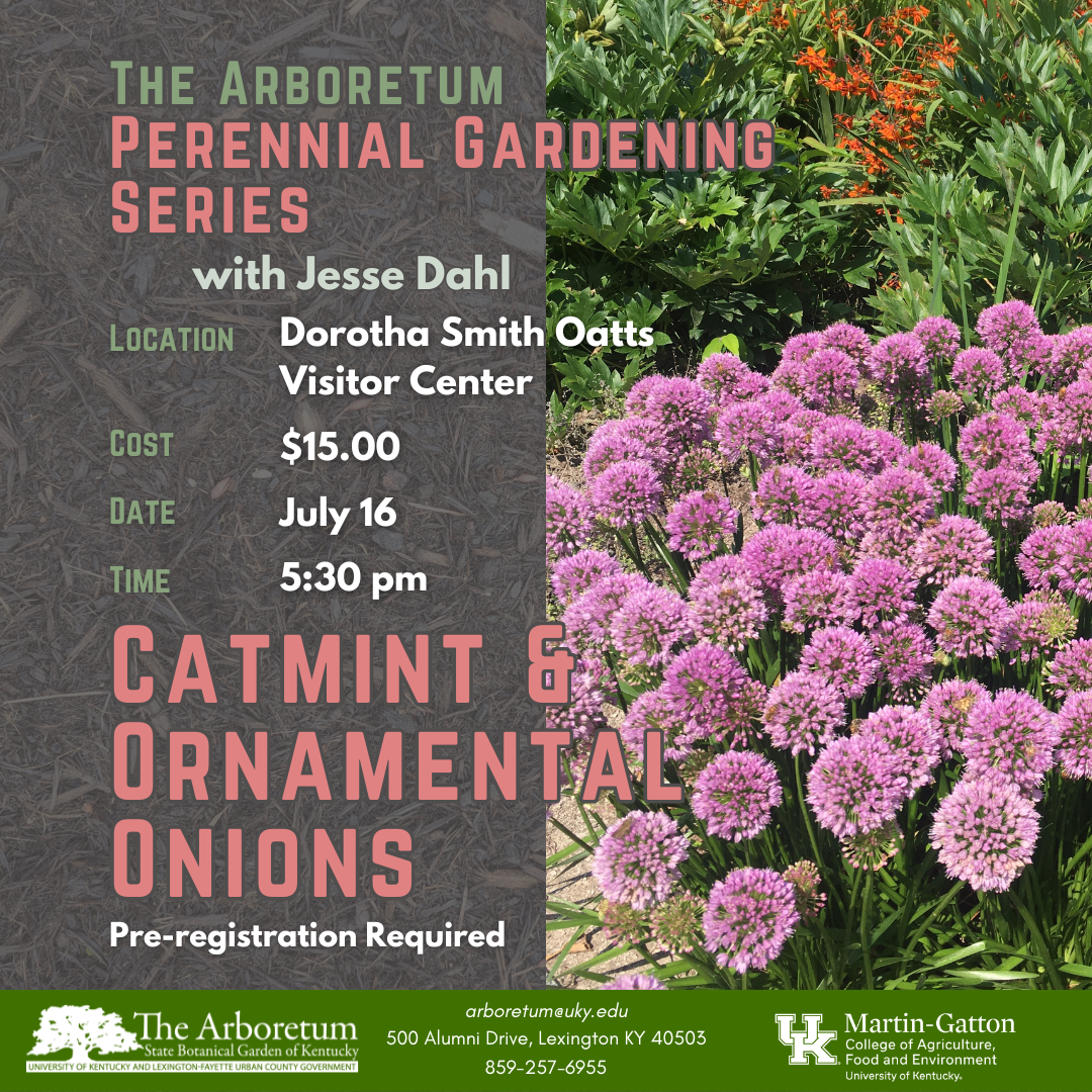 Perennial Garden Series - Catmint and Ornamental Onions