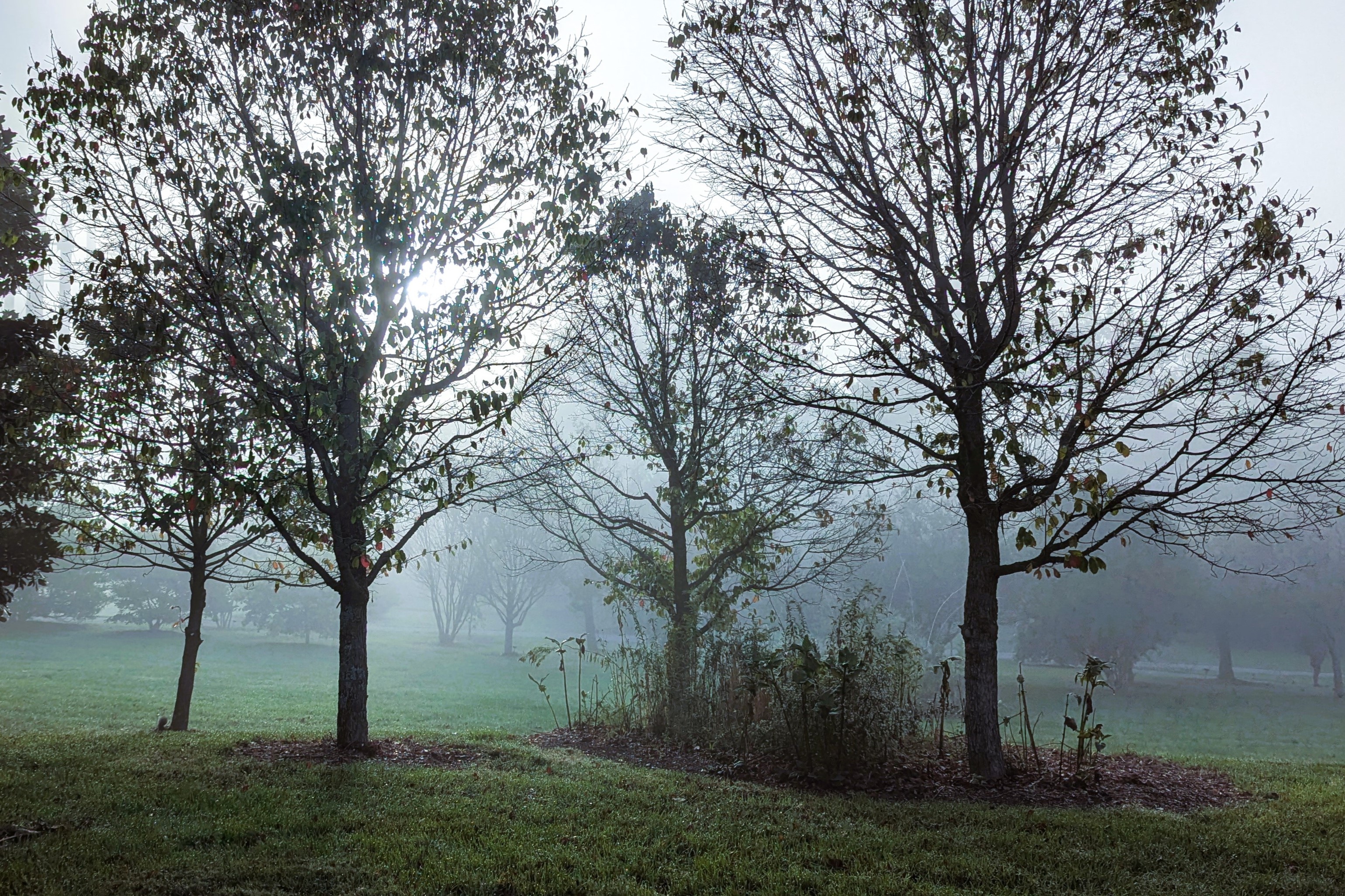 Trees in the Mist