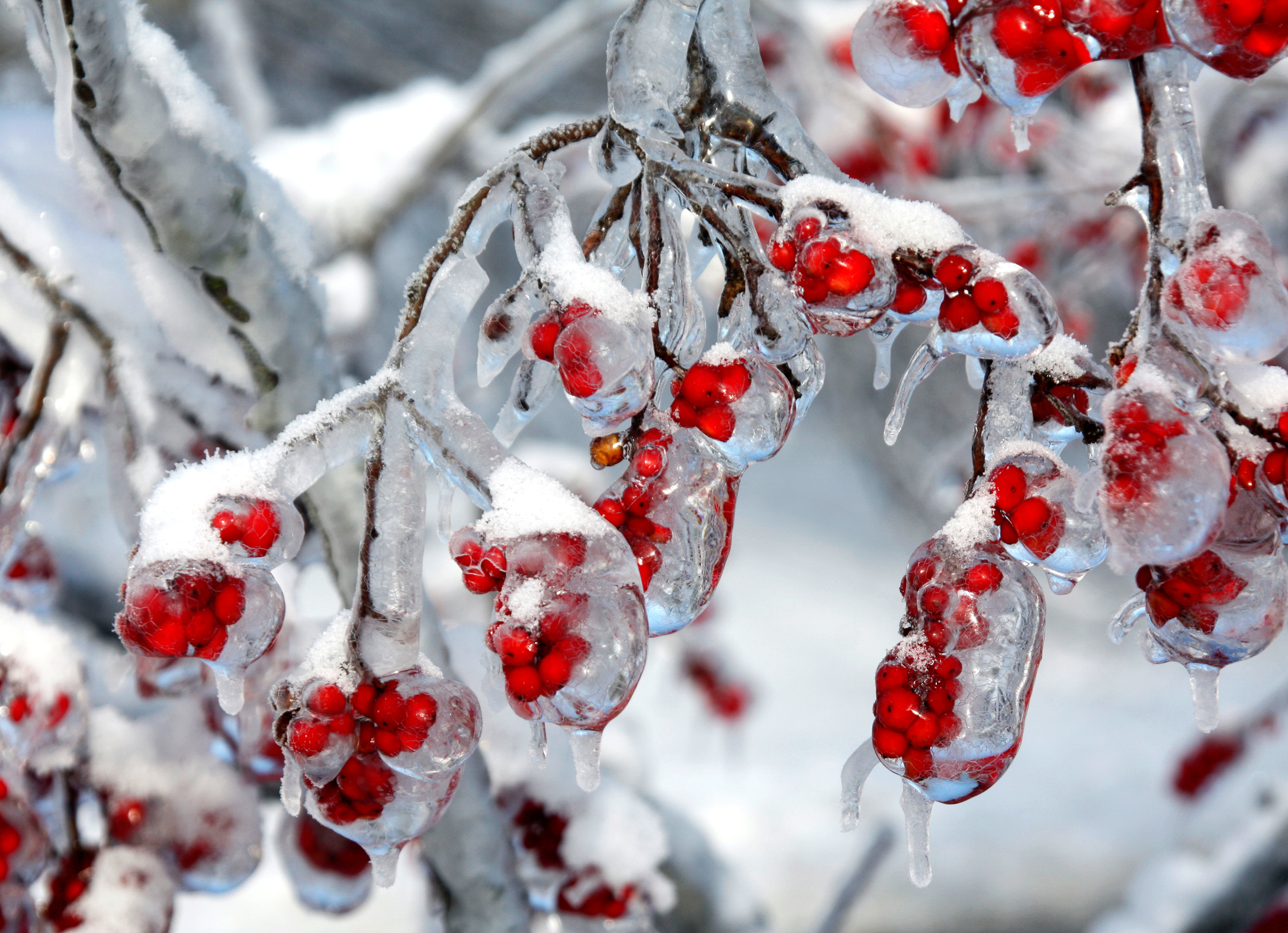 Arboretum winterberry. Picture by Betty Hall