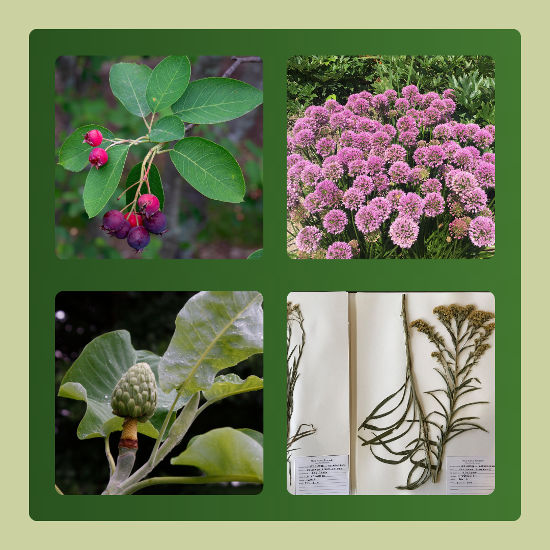 Fruit, Leaves, Flowers, Herbarium Specimen