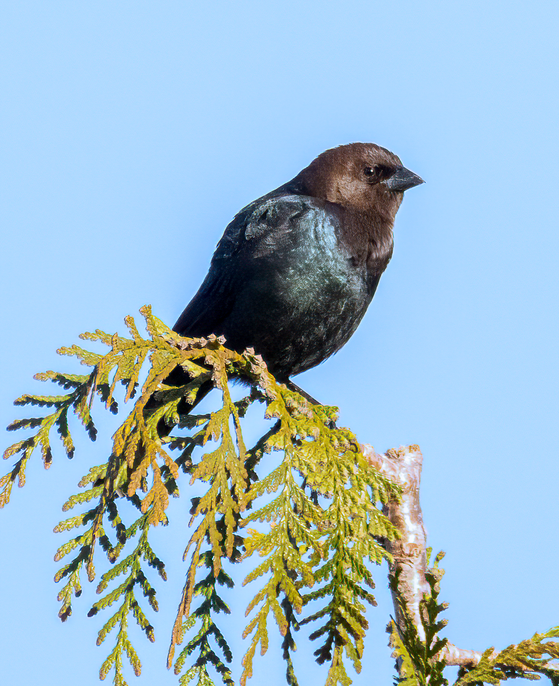 Brown-headed cowbird March 17th 2025 by Ward Ransdell