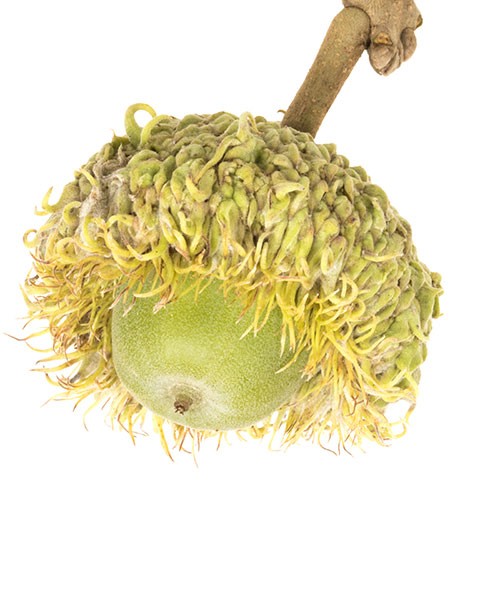Bur Oak Acorn, Janet James