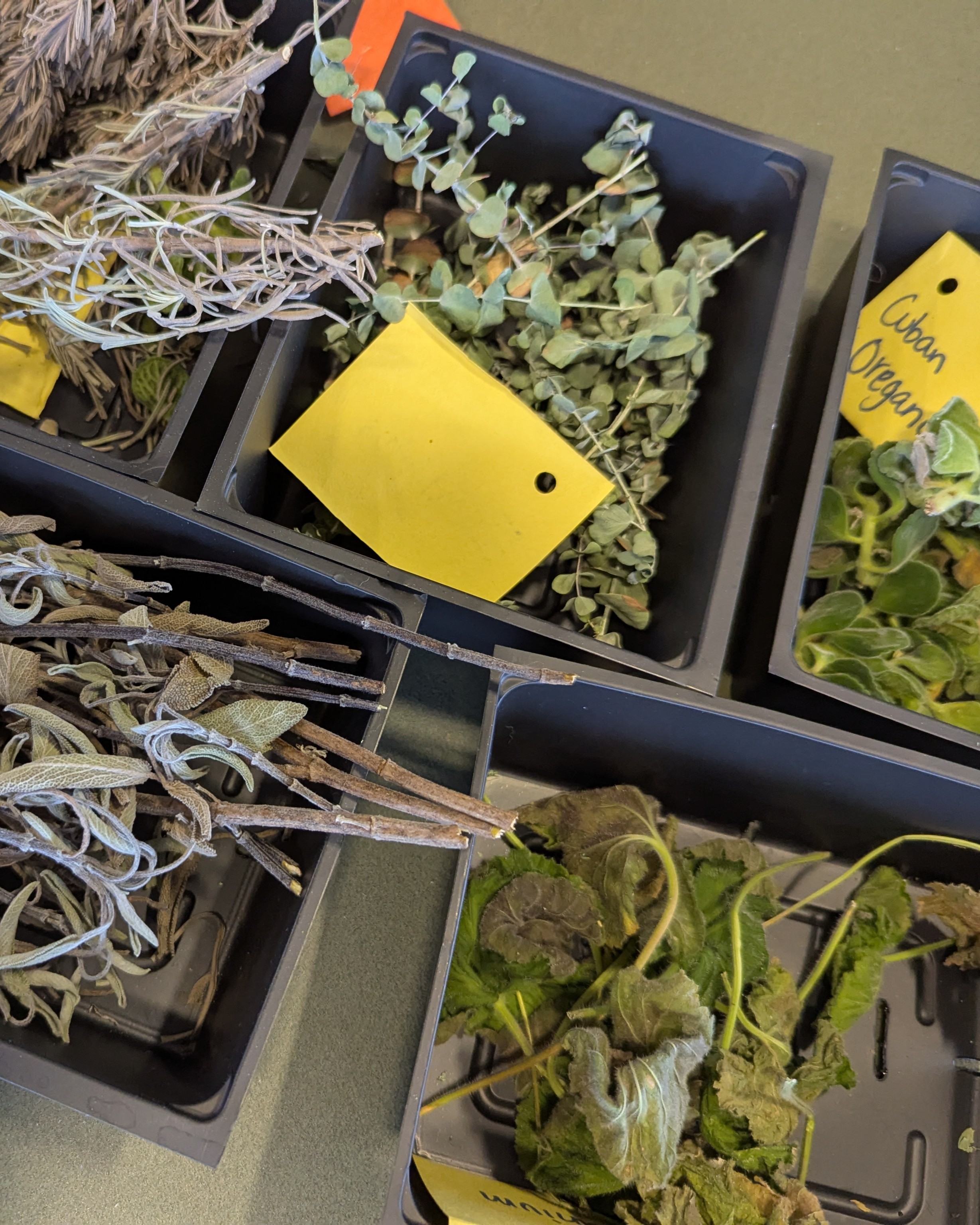 Identifying Herbs