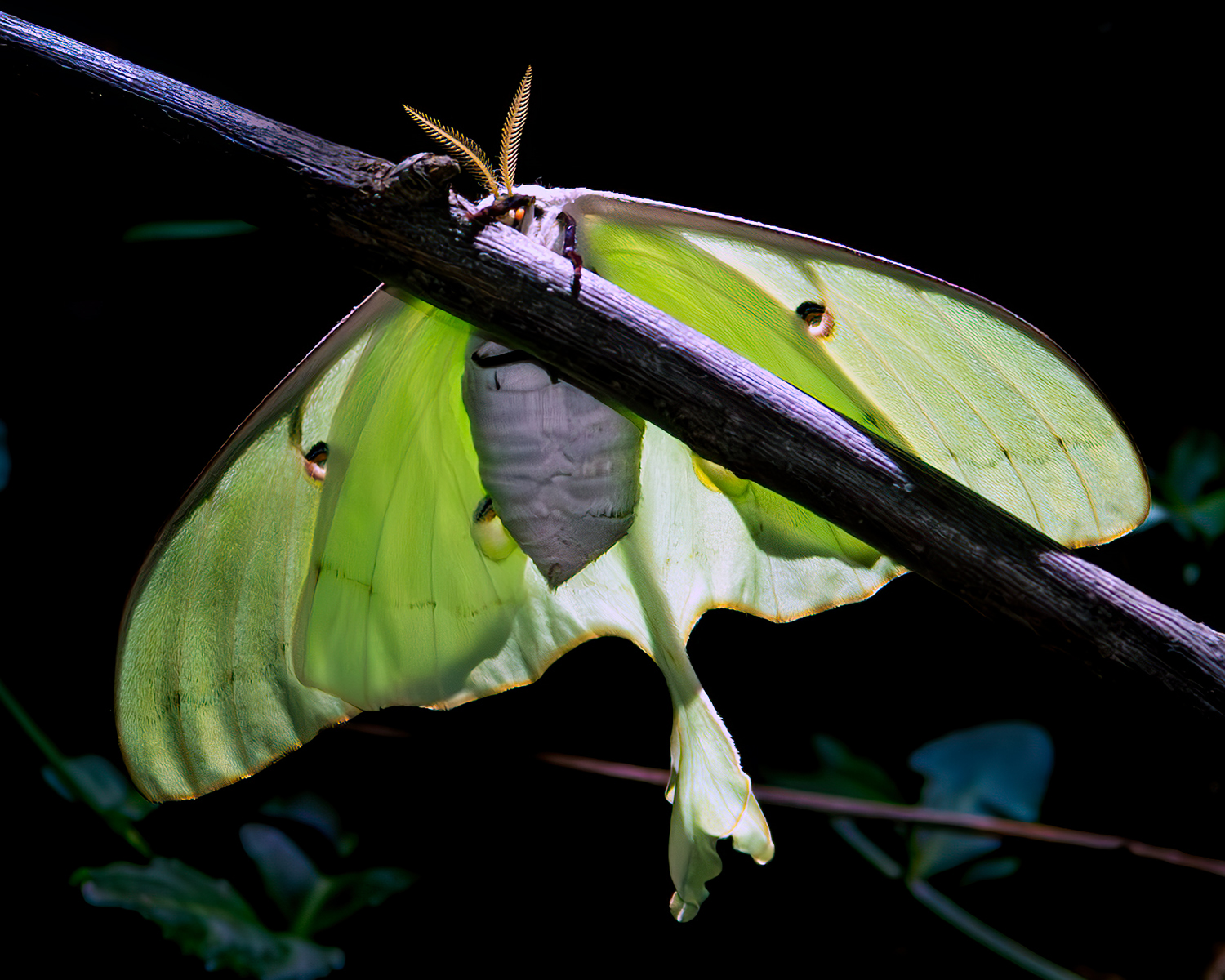 Luna Moth Female by Craig Sargent 7-25-24