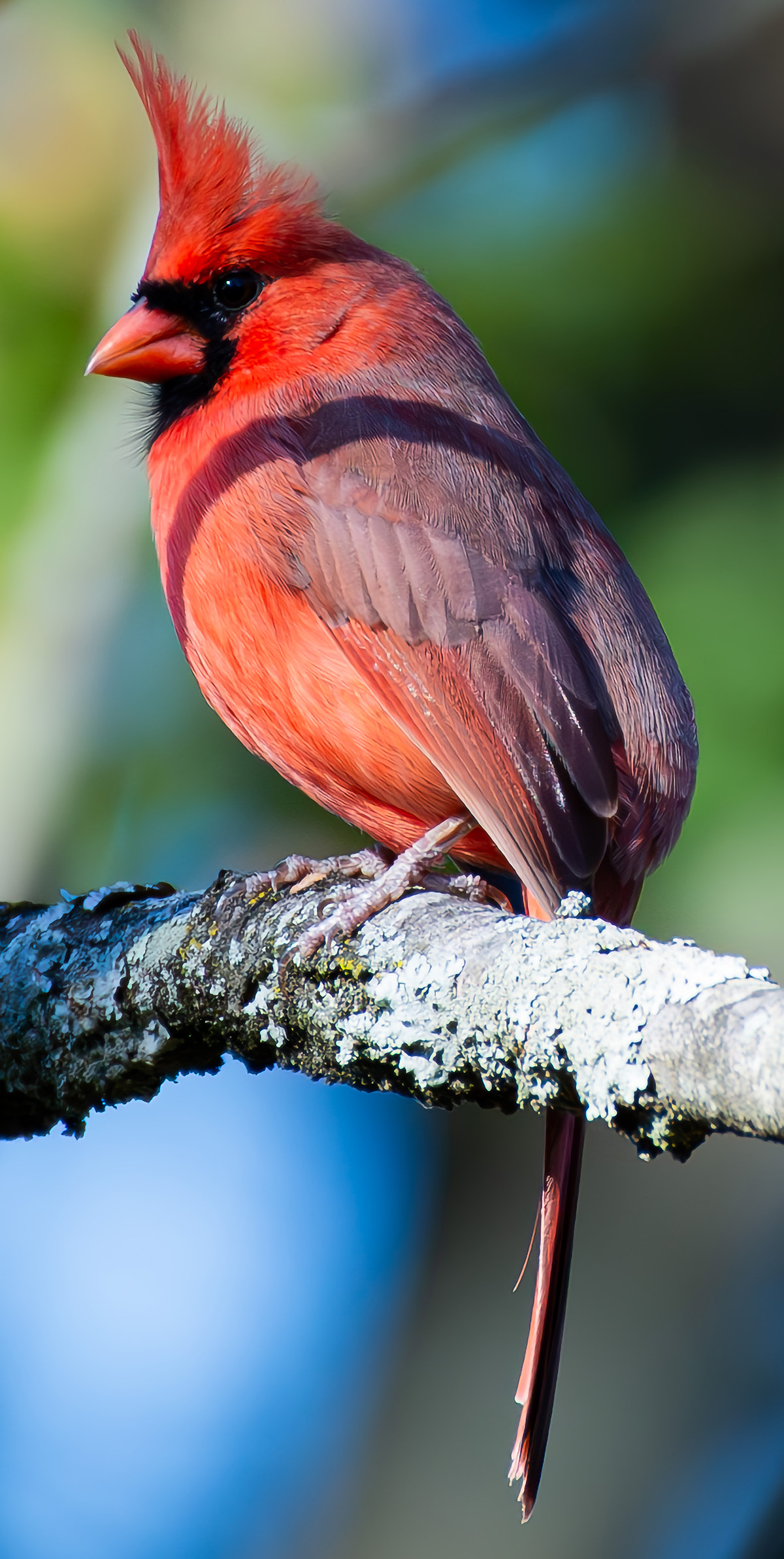 November Cardinal by Craig Sargent, 2023