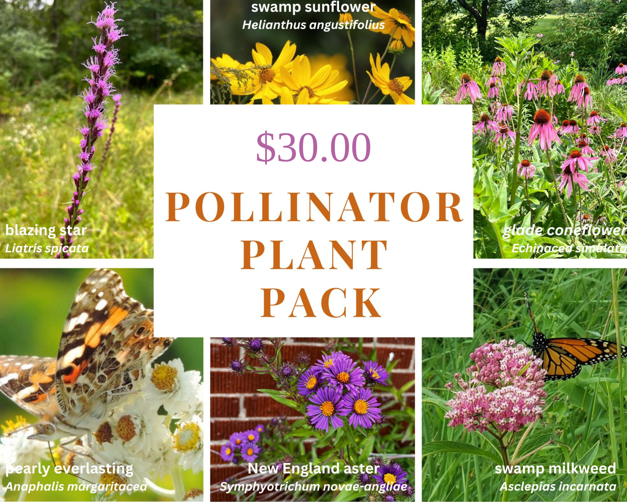 Plant Pack May 2024 Pollinator Price