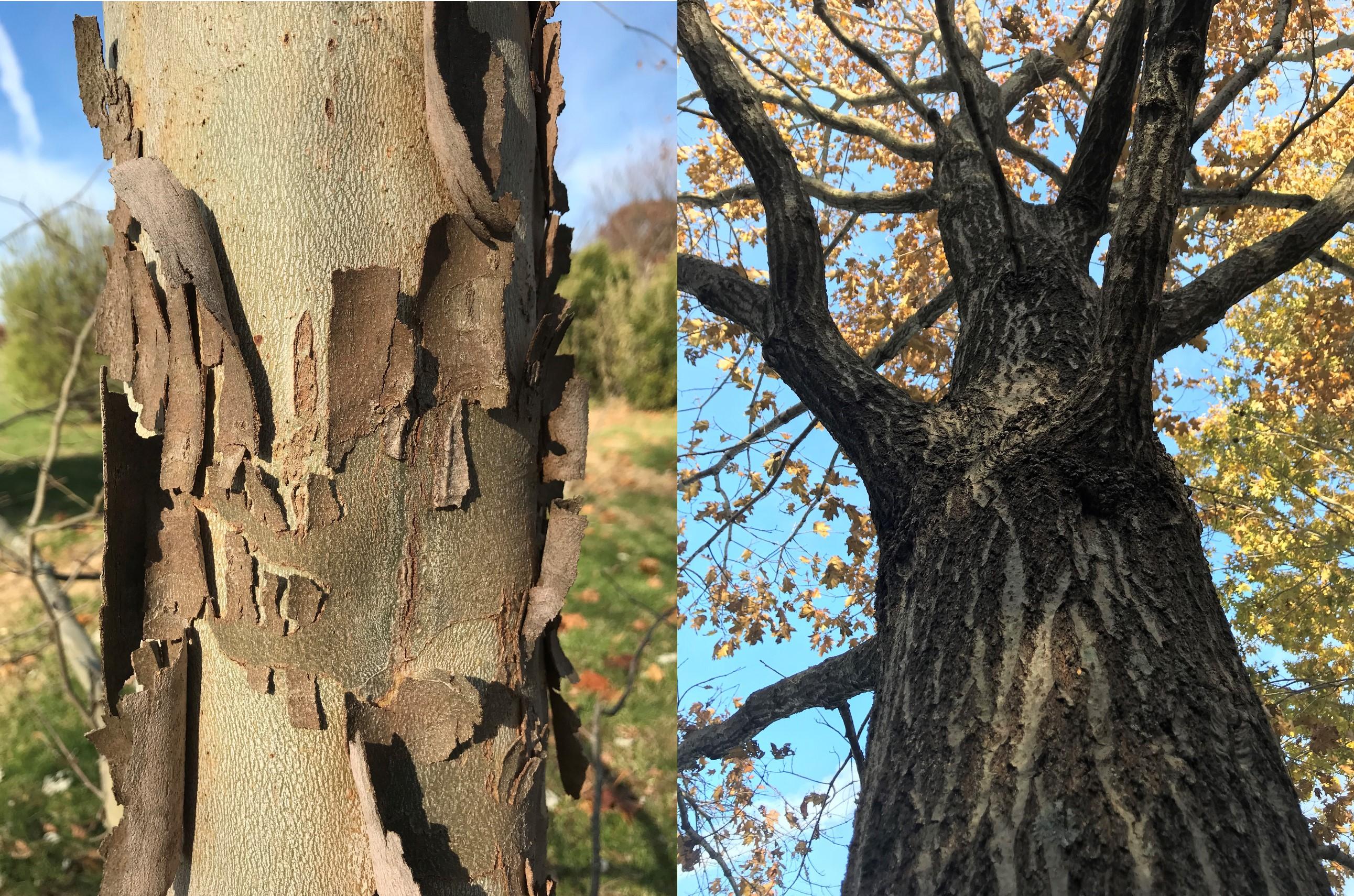 From left to right: American sycamore (Platanus occidentalis); Northern red oak (Quercus rubra).