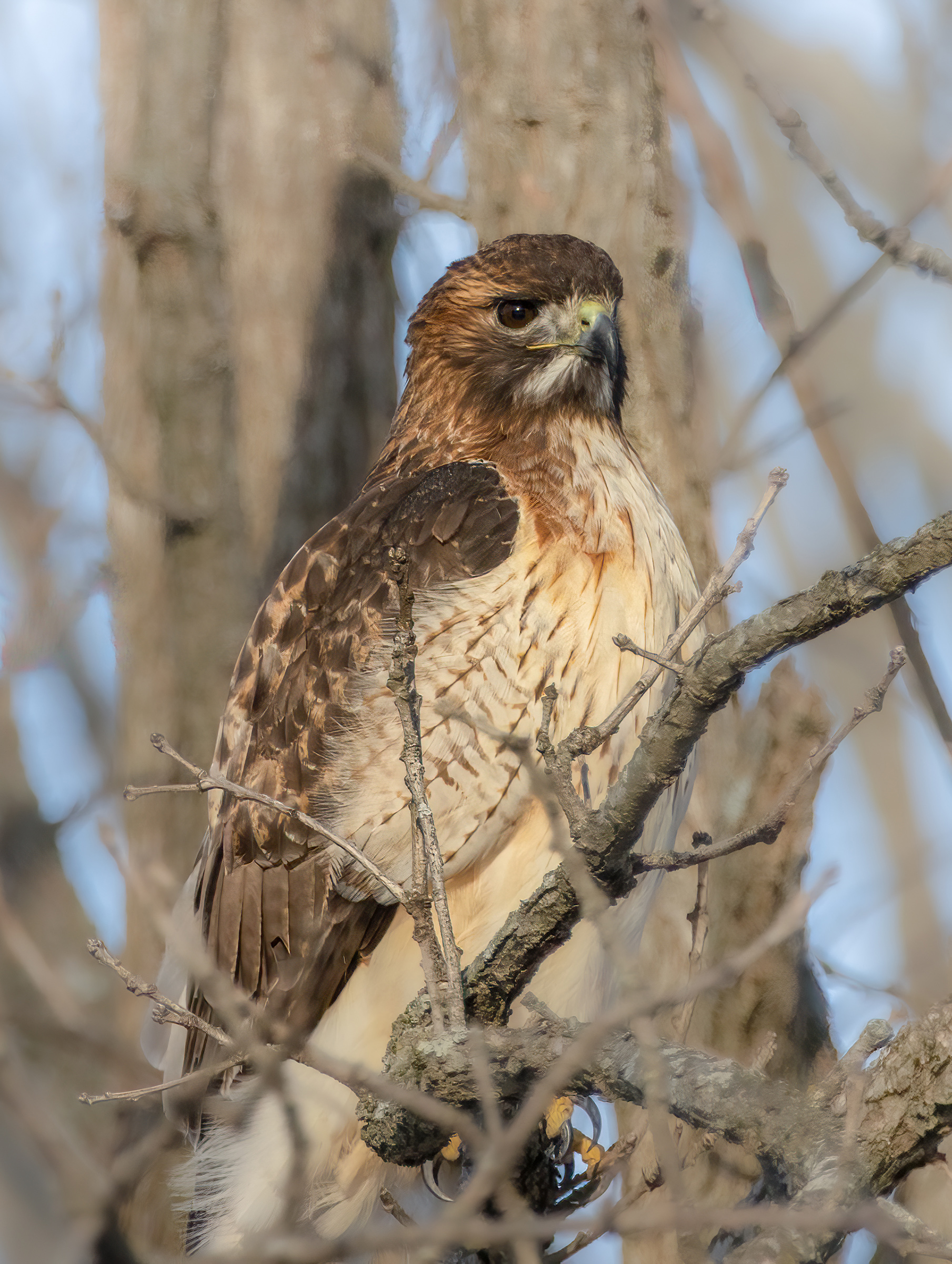 Red-Tailed Hawk