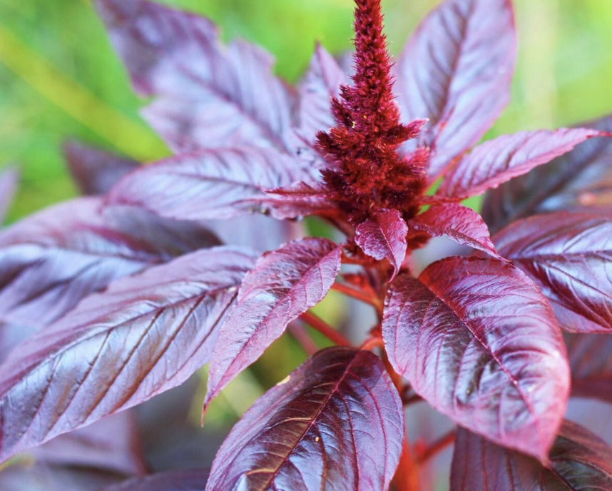 A close-up of a purple/red Amaranth plant