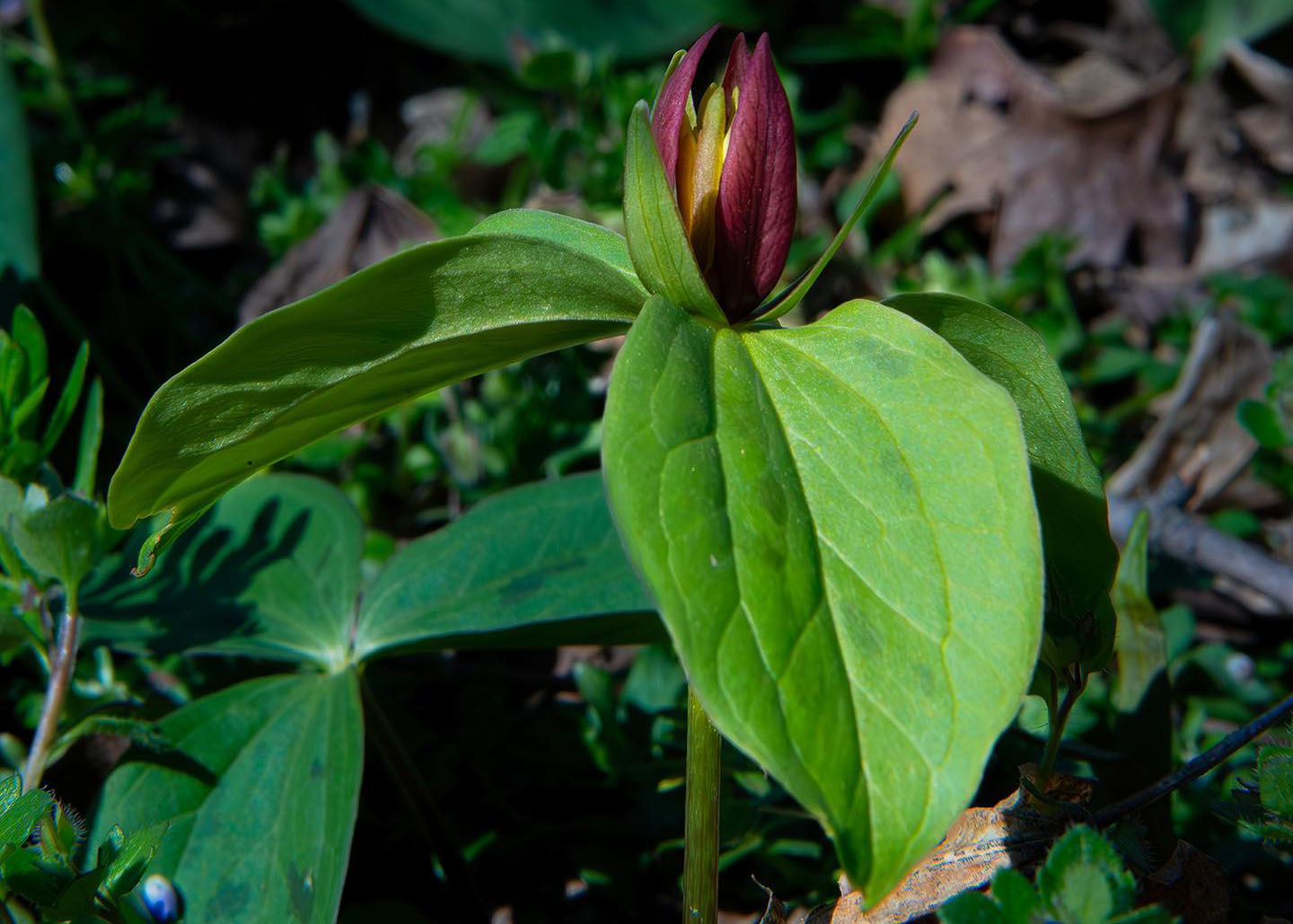 Sessile Trillium (Trillium sessile) in the Arboretum Woods