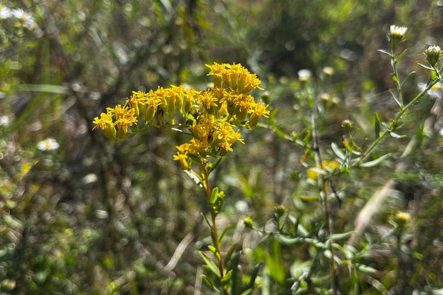 Short’s goldenrod (Solidago shortii) in the Knobs region