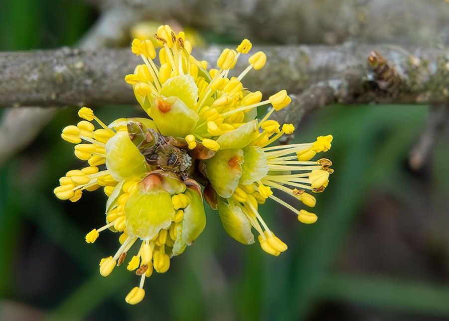 Swamp privet (Forestiera acuminata) in the Mississippi Embayment