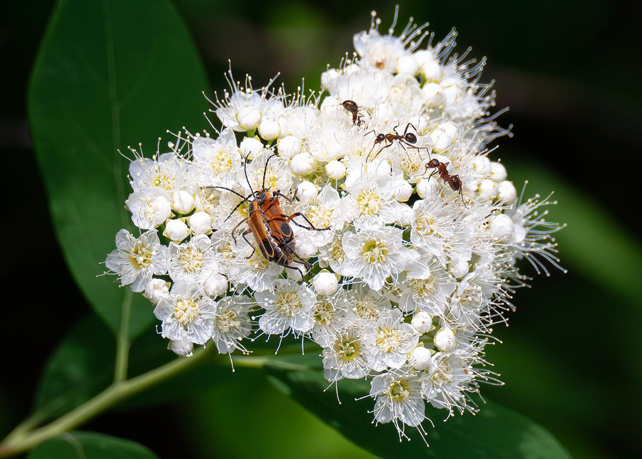 Virginia spiraea (Spiraea virginiana) in the Appalachian Plateau