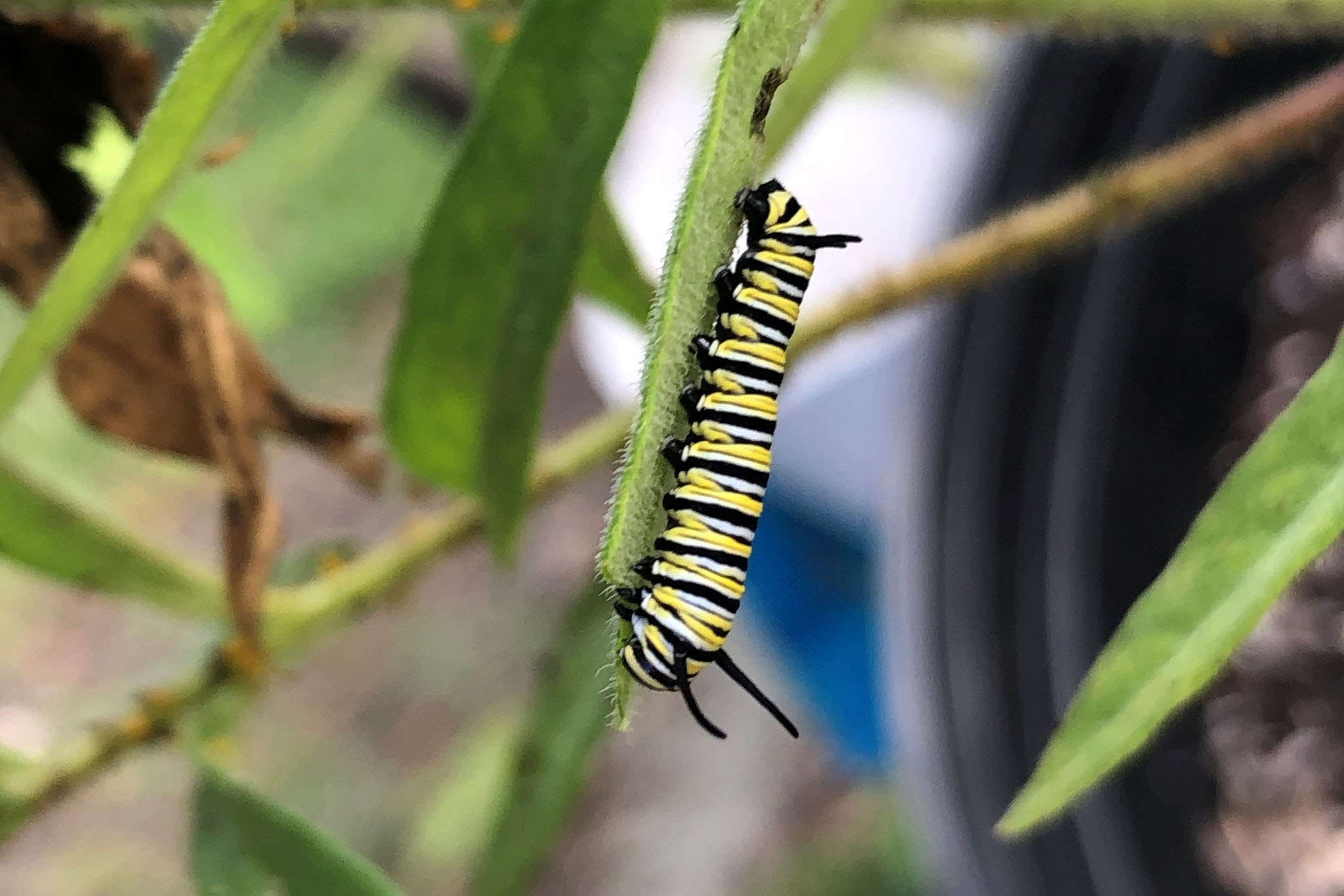 Monarch caterpillars (Danaus plexippus) in the Butterfly Garden