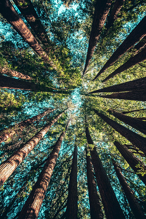 A view looking up into a circle of large trees