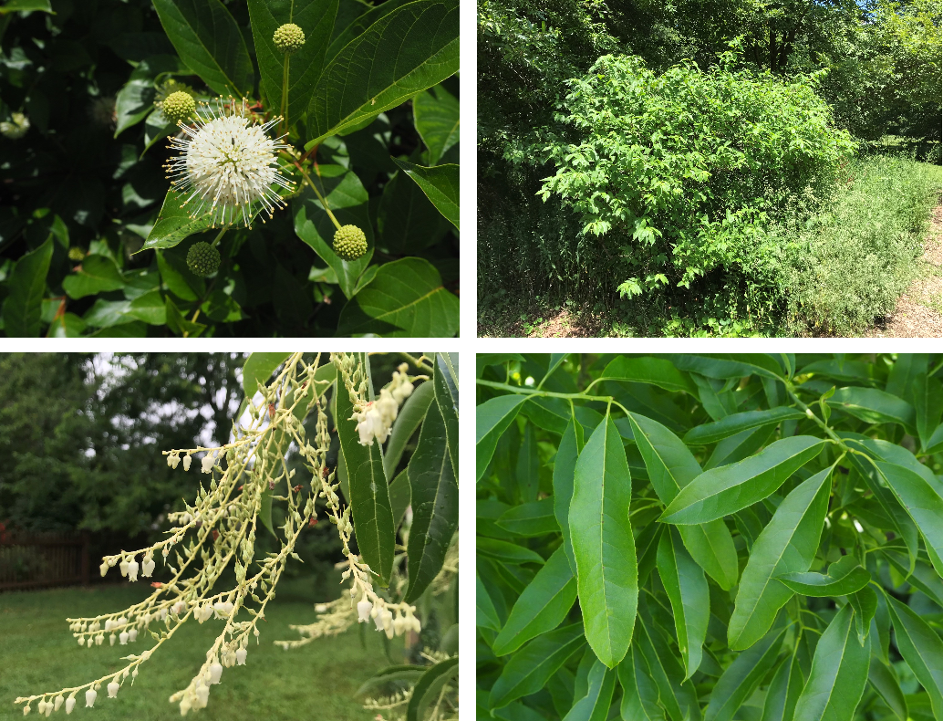 From left to right: Spherical clusters of buttonbush (Cephalanthus occidentalis) flowers; Buttonbush in Shawnee Hills; Sourwood (Oxydendrum arboreum) flowers; Sourwood leaves
