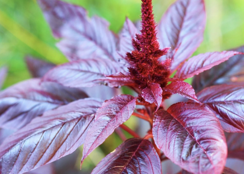 A close-up of a purple/red Amaranth plant