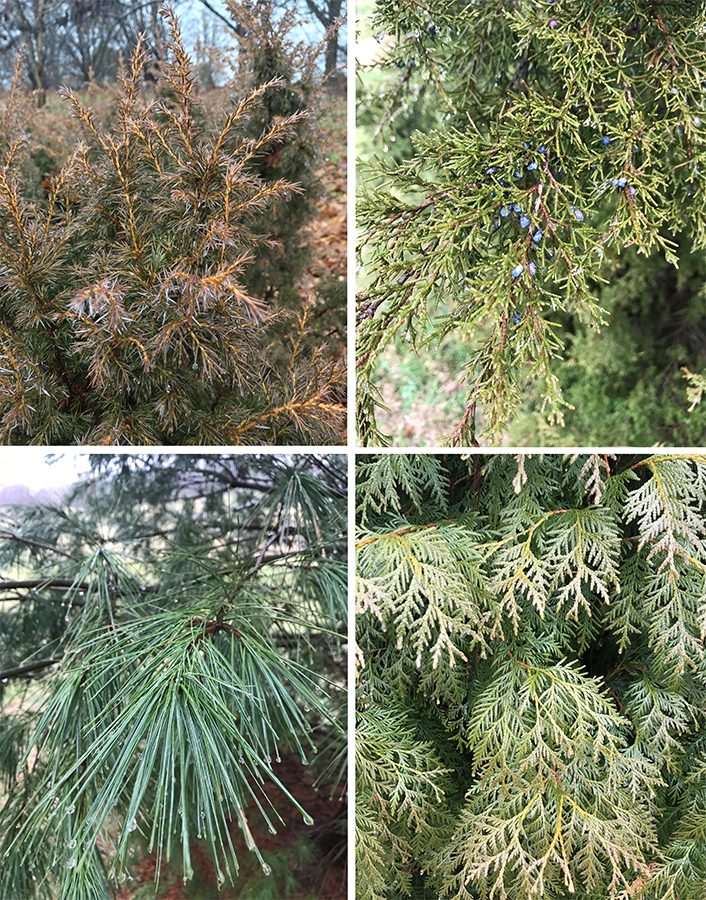 From left to right: Photos from natural habitats of the state-threatened Canada yew (Taxus canadensis) and the graceful eastern hemlock (Tsuga canadensis).
