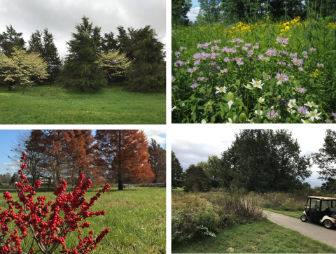 Trees, plants and flowers in the Knobs Region