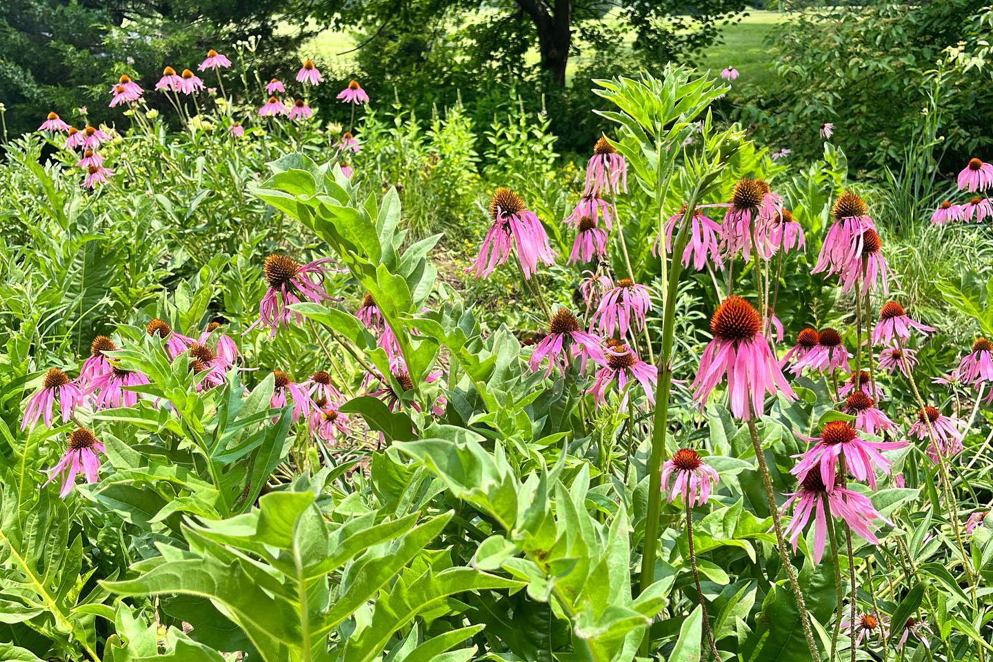 Purple coneflower (Echinacea purpurea) in the Pennyrile region