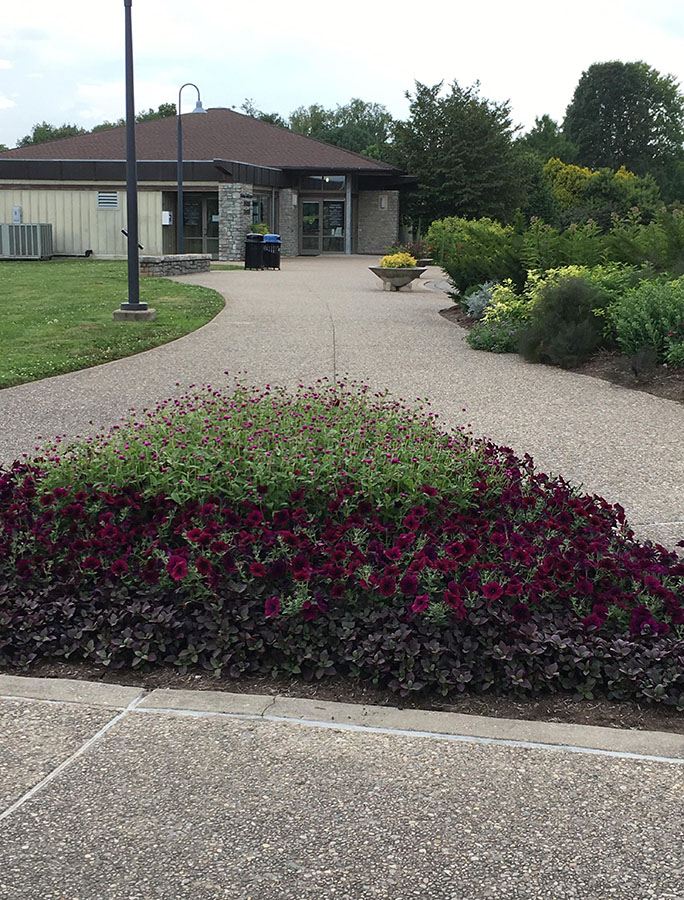 Petunias planted outside the Visitor Center