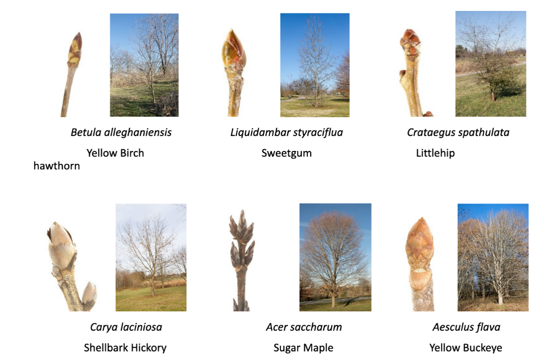 A sampling of winter tree buds: Yellow Birch, Sweetgum, Littlehip Hawthorn, Shellbark Hickory, Sugar Maple, Yellow Buckeye
