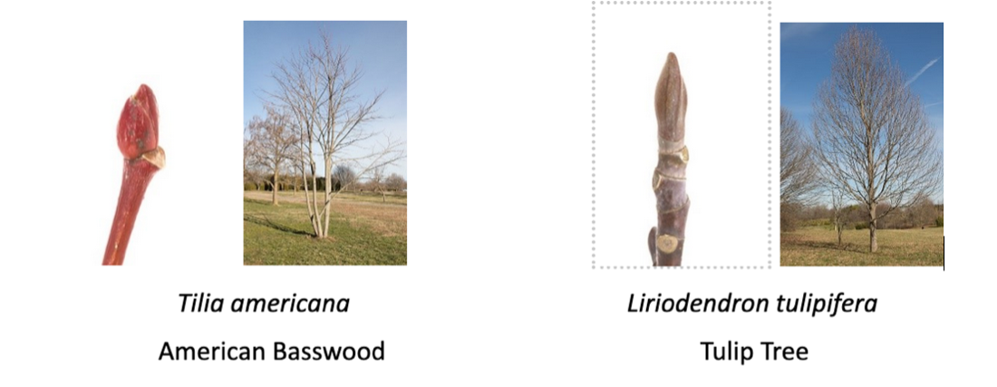 A sampling of winter tree buds: American Basswood and Tulip Tree