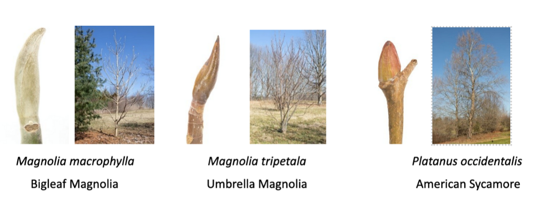 A sampling of winter tree buds: Bigleaf Magnolia, Umbrella Magnolia, American Sycamore