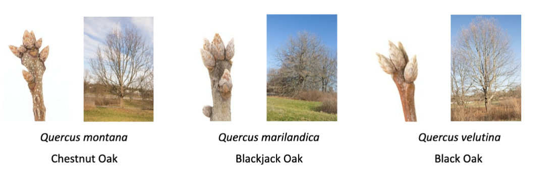 A sampling of winter tree buds: Chestnut Oak, Blackjack Oak, Black Oak