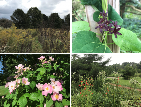 Trees, plants and flowers in the Pennyrile Region