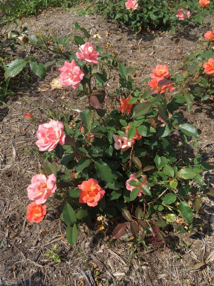 A pink rose bush in the Rose Garden