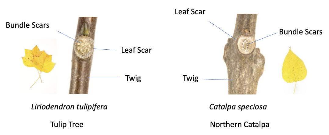 Leaf scars are shown on a Tulip Tree and Northern Catalpa
