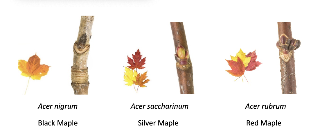 Scars on a Black Maple, Silver Maple, and Red Maple
