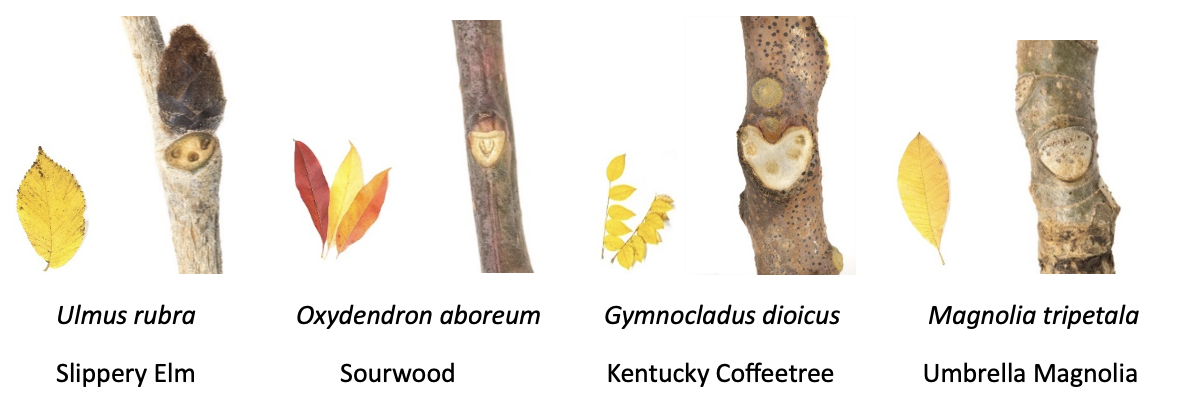 Scars on Slippery Elm, Sourwood, Kentucky Coffeetree, and Umbrella Magnolia