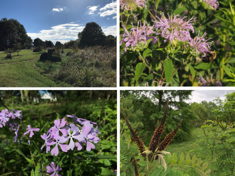 Trees, plants and flowers in the Shawnee Hills Region