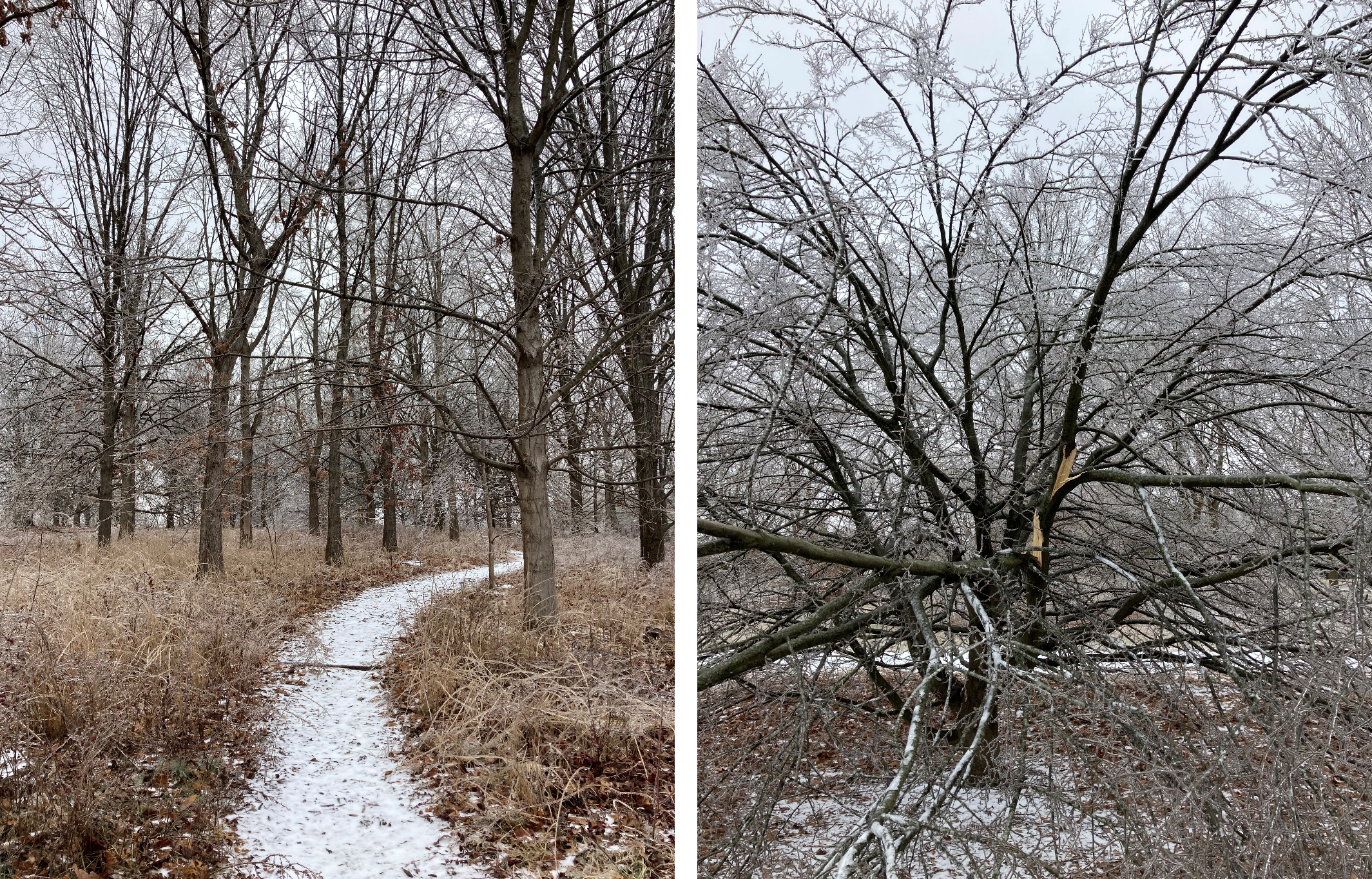 Two photos: Trees in the Bluegrass region of the Walk Across Kentucky after the ice storm; musclewood (Carpinus caroliniana) storm damage.