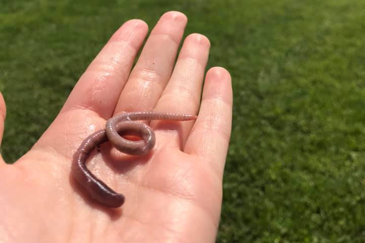 A worm in the palm of a hand at The Arboretum