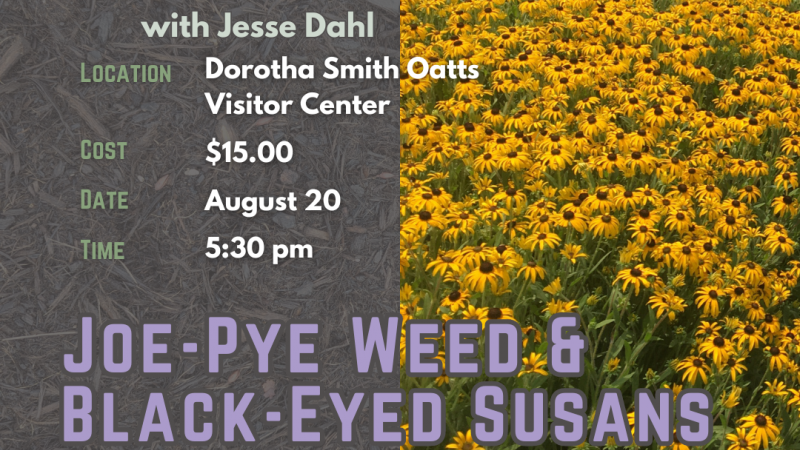 Perennial Garden Series - Joe-Pye Weed and Black-Eyed Susans