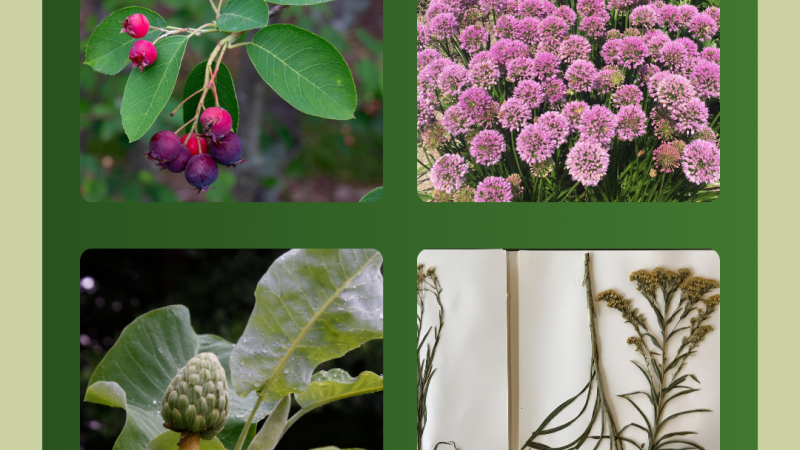 Fruit, Leaves, Flowers, Herbarium Specimen