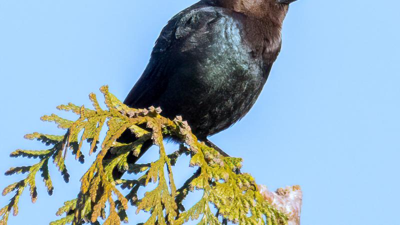 Brown-headed cowbird March 17th 2025 by Ward Ransdell