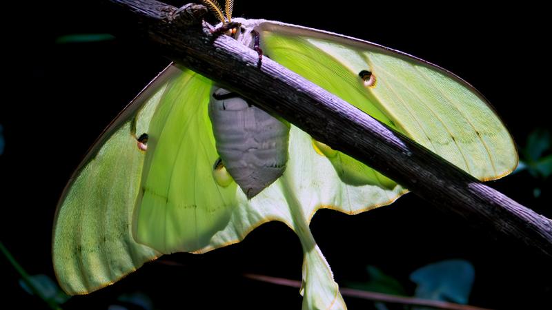 Luna Moth Female by Craig Sargent 7-25-24